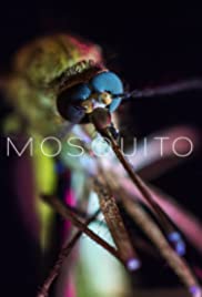 Mosquito Mosquito