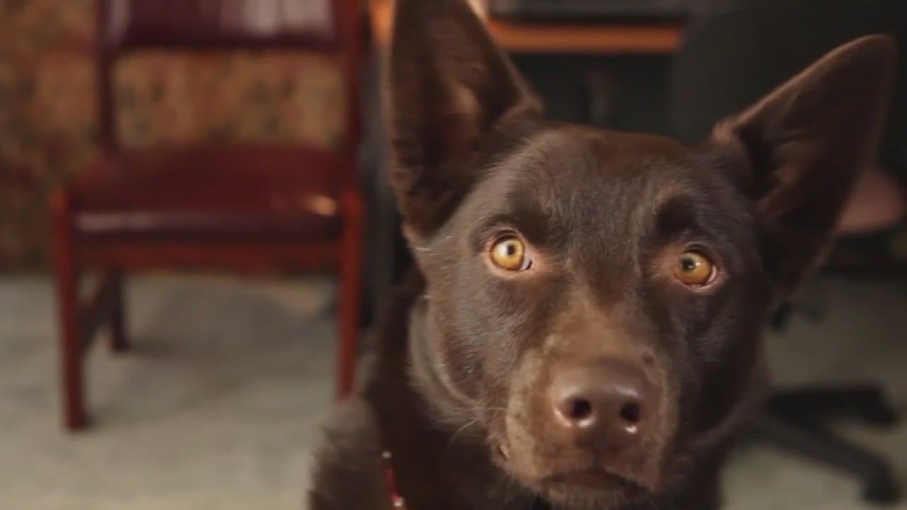 Koko: A Red Dog Story