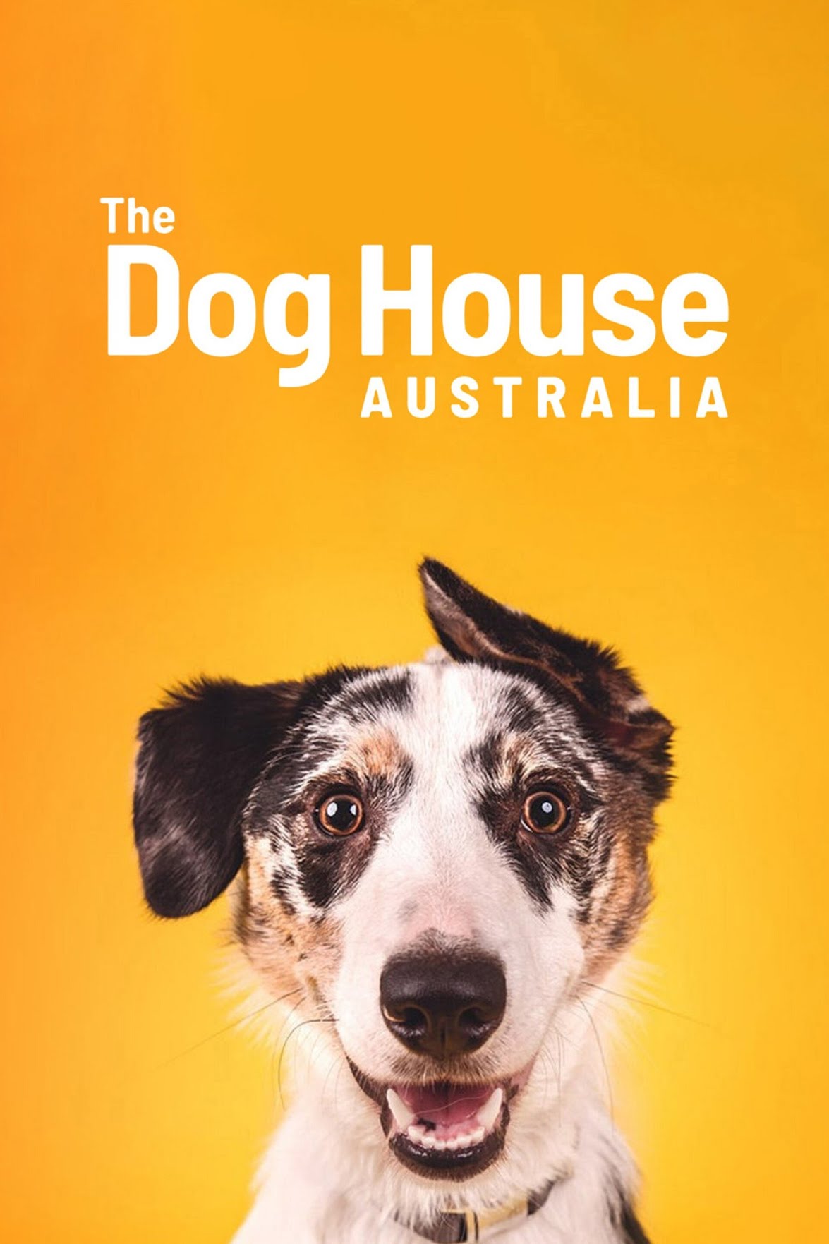 The Dog House Australia 4X5